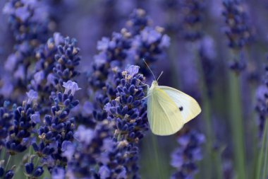 Lahana beyaz kelebek lavanta, piercing ve lepidoptera üzerine polen topluyor.