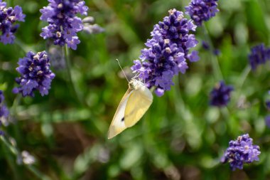 Lahana beyaz kelebek lavanta, piercing ve lepidoptera üzerine polen topluyor.