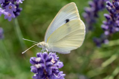 Lahana beyaz kelebek lavanta, piercing ve lepidoptera üzerine polen topluyor.