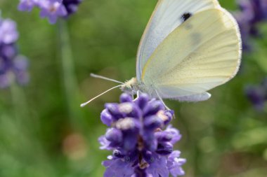 Lahana beyaz kelebek lavanta, piercing ve lepidoptera üzerine polen topluyor.