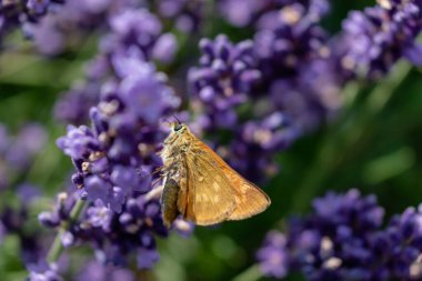 Küçük kahverengi kelebek lavanta, piercing ve lepidopterada polen topluyor.