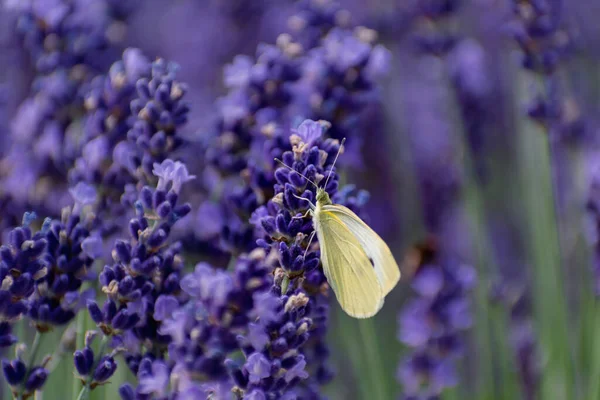 Белая Бабочка Собирает Пыльцу Лаванде Пирсе Лепидоптерах — стоковое фото