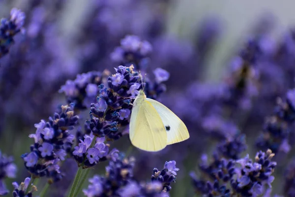 Lahana beyaz kelebek lavanta, piercing ve lepidoptera üzerine polen topluyor.