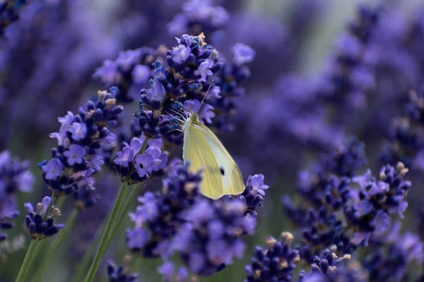 Белая Бабочка Собирает Пыльцу Лаванде Пирсе Лепидоптерах — стоковое фото