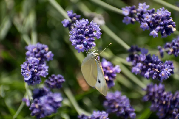 stock image Cabbage white butterfly collecting pollen on lavender, pieris, lepidoptera