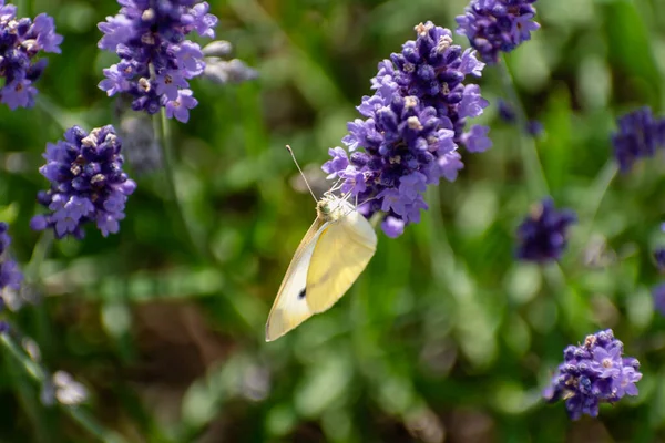Káposzta Fehér Pillangó Gyűjtése Pollen Levendula Pieris Lepidoptera — Stock Fotó