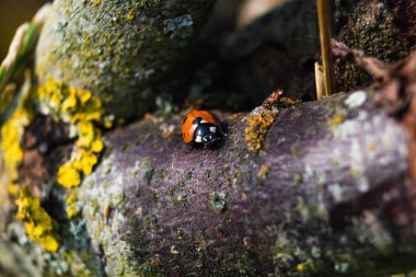 Bahçedeki uğur böceği, küçük yuvarlak böcek, siyah lekeli kırmızı, coccinella, coccinellidae