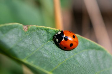 Bahçedeki uğur böceği, küçük yuvarlak böcek, siyah lekeli kırmızı, coccinella, coccinellidae