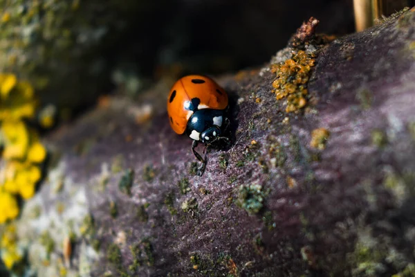 Ladybug Een Tuin Kleine Ronde Kever Rood Met Zwarte Vlekken — Stockfoto