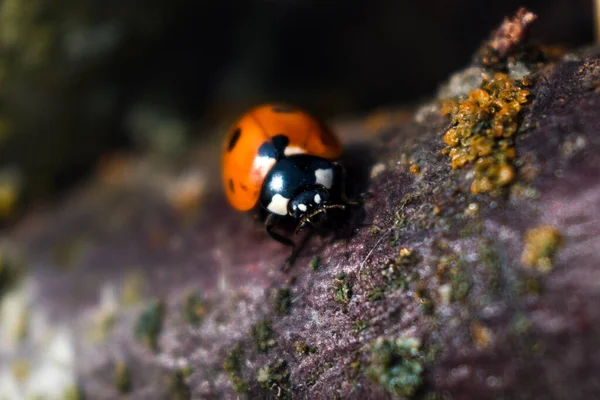 Ladybug Een Tuin Kleine Ronde Kever Rood Met Zwarte Vlekken — Stockfoto
