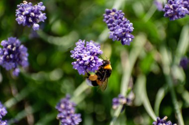 Yaban arısı lavanta ve bomba polenleri topluyor.