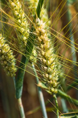Yazın mısır gevreği tarlasında buğday, kök ve tahıl.
