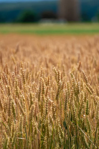 Вуха Пшениці Зерновому Полі Влітку Стебло Зерно — стокове фото