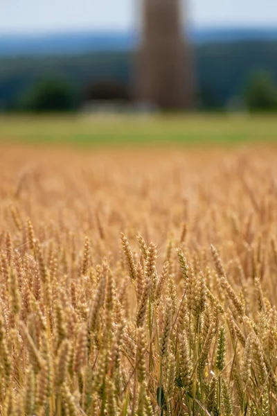 Αυτιά Σιταριού Αγρό Δημητριακών Καλοκαίρι Μίσχο Και Σιτάρι — Φωτογραφία Αρχείου
