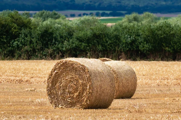 Haystacks Ένα Χωράφι Σιτάρι Καλοκαίρι Αγροτική Σκηνή — Φωτογραφία Αρχείου