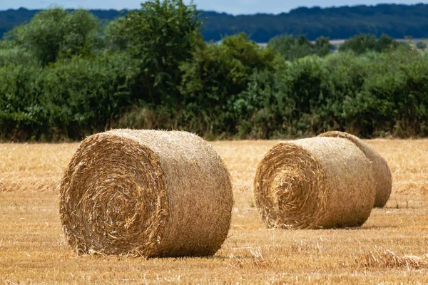 Haystacks Campo Trigo Verão Cena Rural — Fotografia de Stock