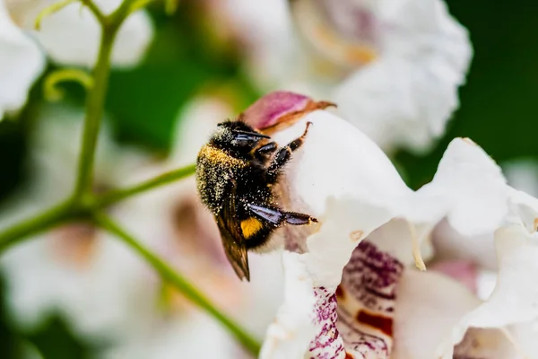 Bumblebee Collecting Pollen Catalpa Flower Bombus — Stock Photo, Image