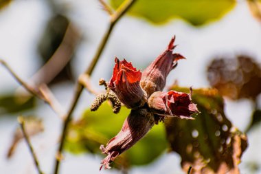 Fındıklı mor fındık, corylus maxima purpurea