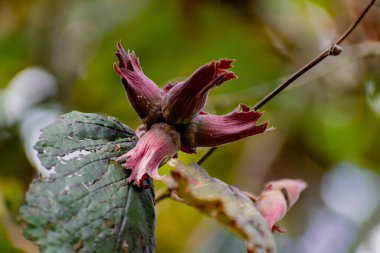 Fındıklı mor fındık, corylus maxima purpurea