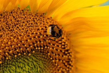 Bumblebee ayçiçeği, bomba, helianthus annuus hakkında polen topluyor.