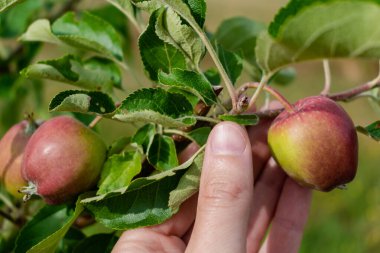 Meyve bahçesindeki elma ağacında yetişen küçük elmalar, sağlıklı ve doğal yiyecekler, anneciğim.