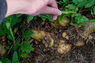 Saman altında patates, büyüyen ve hasat eden