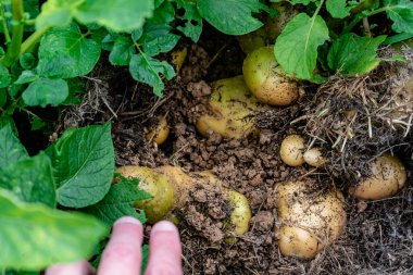 Saman altında patates, büyüyen ve hasat eden