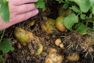 Saman altında patates, büyüyen ve hasat eden