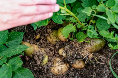 Saman altında patates, büyüyen ve hasat eden
