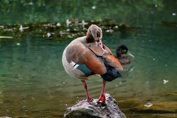 埃及鹅站在天然栖息地湖中的一块石头上 — 图库照片