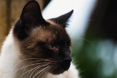 Şirin evcil siyam kedisi mavi gözlü, açık hava manzaralı, felis catus