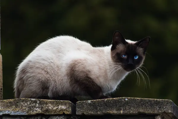 Schattig Gedomesticeerde Siamese Kat Met Blauwe Ogen Outdoor Scene Felis — Stockfoto