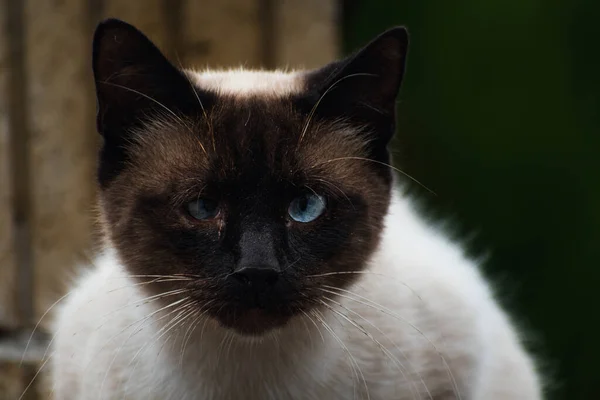 Carino Gatto Siamese Addomesticato Con Occhi Blu Scena All Aperto — Foto Stock