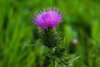 Süt devedikeni yakın plan, konsept ve illüstrasyon için, silybum marianum, cardus