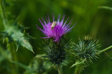 Süt devedikeni böcek, silybum marianum, cardus ile yakın