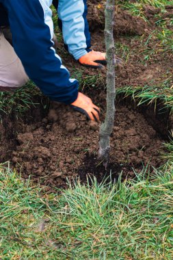 Bahçeye ağaç dikmek için çukur kazan kişi.