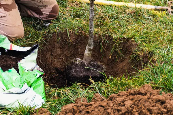 Bahçeye ağaç dikmek için çukur kazan kişi.