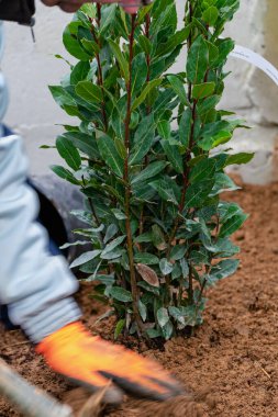 Dalları ve yeşil yaprakları olan genç defne bitkisi, laurus nobilis, aroma, yemek pişirme, aromaterapi, rahatlama ve arıtma faydaları