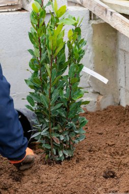 Dalları ve yeşil yaprakları olan genç defne bitkisi, laurus nobilis, aroma, yemek pişirme, aromaterapi, rahatlama ve arıtma faydaları