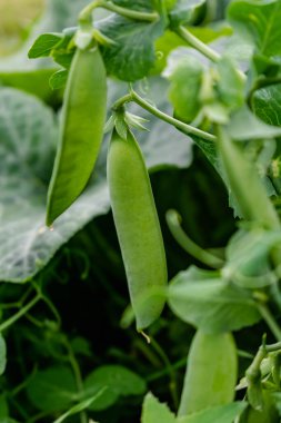 Baharda yetişen bezelyeler, bahar, yaz ve sonbahar hasadı.