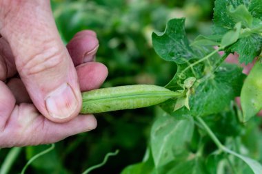 Baharda yetişen bezelyeler, bahar, yaz ve sonbahar hasadı.