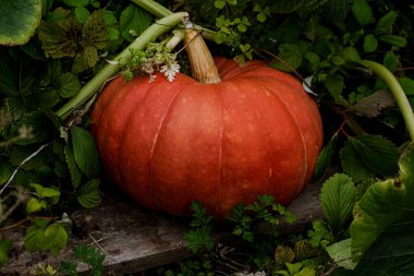 Bahçedeki balkabağı.