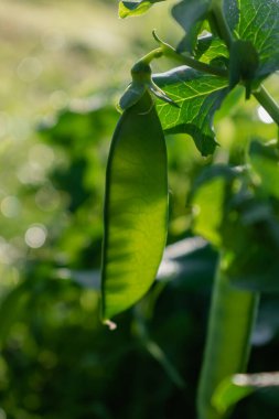 Baharda yetişen bezelyeler, bahar, yaz ve sonbahar hasadı.
