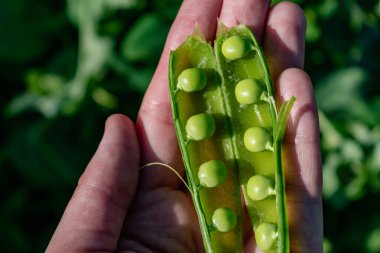 Baharda yetişen bezelyeler, bahar, yaz ve sonbahar hasadı.