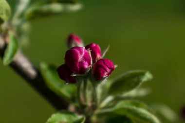 İlkbaharda elma çiçeği, malus