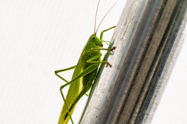 Büyük çekirge bir bahçe çadırında, katydid, tettigonidae