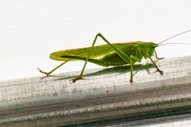 Büyük çekirge bir bahçe çadırında, katydid, tettigonidae