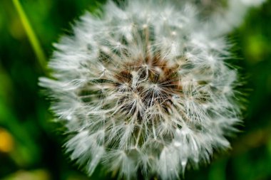 Asekli karahindiba çiçeği, farkındalık ve meditasyon konsepti, taraxacum