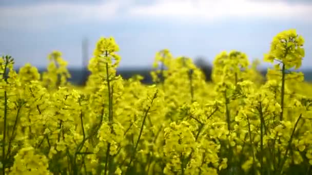 Close Rapeseed Field Springtime Brassica Napus — Stock Video