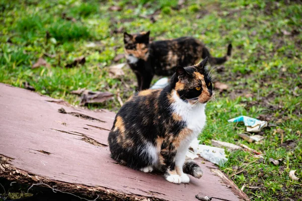 Group of domestic cats outdoors, felis catus